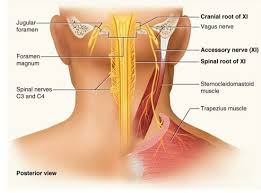 Asked for female, 33 years 53 views v. Stretching And Massage Does Not Get Rid Of Upper Trap Pain Functional Performance Physical Therapy