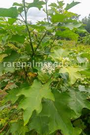 Image result for Solanum torvum