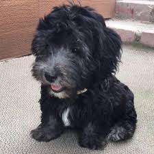 Mutlu Uretim Ciftligi 30 Photos Pet Breeder Kayseri