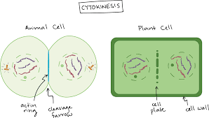 Both kinds of cells are eukaryotic, which means that they are larger than bacteria and microbes, and their processes of cell division make use of mitosis and meiosis. Phases Of Mitosis Khan Academy Org Learn For Free About Math Art Computer Programming Economics Physics Chemistry Bio Mitosis Cell Cycle Mitosis Activity