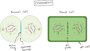 Start studying cell khan academy. Phases Of Mitosis Khan Academy Org Learn For Free About Math Art Computer Programming Economics Physics Chemistry Bio Mitosis Cell Cycle Mitosis Activity