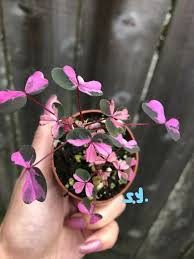 Image result for Oxalis purpurascens