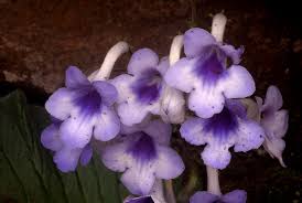 Image result for Streptocarpus eylesii × michelmorei