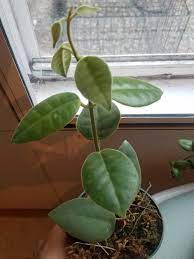 Your info on this cultivar is incorrect. This Was In The Hoya Section In A Local Nursery Leaves Are About 2 3 Inches In Length And Are Super Soft And Fuzzy Any Ideas Thanks Hoyas