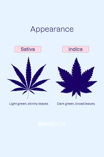 Indica Vs. Sativa: The Great Debate. | Mamedica
