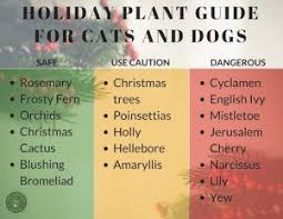 The spines and prickly leaves are a natural defense. Complete Veterinary Guide To Poisonous Houseplants Cat Safe Plants House Plants Plants