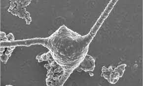 Scientists Discover Microbe Which Could Explain Life On Earth Daily Mail Online