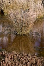 Image result for Juncus kraussii