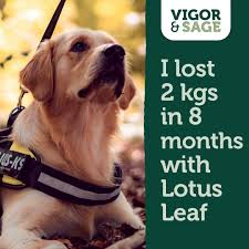 Dogs are most commonly poisoned by scavenging possum carcasses, although in some cases they may be directly poisoned by eating cereal baits or licking paste . 7 Tips To Help Your Dog Lose Weight