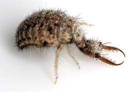 Nature Wants To Eat You Photo Nature Buffy Insects