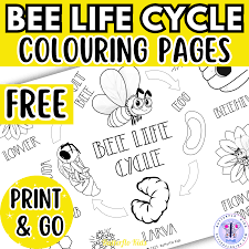 Bee Life Cycle Colouring Pages (FREE) - Butterflo Kids