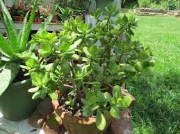 Image result for Crassulaceae