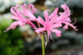 Image result for Nerine