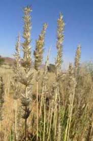 Image result for Schmidtia kalahariensis