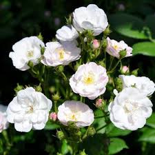 Kijk op onze website voor. 10 Rose Perennial Blush Ideen Mehrjahrige Pflanzen Kleine Weisse Bluten Rosen Tantau