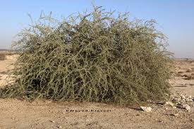 Image result for Lycium