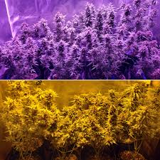 We did not find results for: Viparspectra Leds Vs Hps Grow Journal 1 Pound Harvest Grow Weed Easy