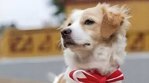 ¡Histórico! Perro Pastor Chiribaya, Tesoro Nacional del Perú 🐕🇵🇪