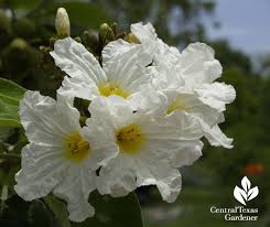 Mexican Olive Cordia Boissieri Flowers Plants Hummingbird Plants Understory Plants