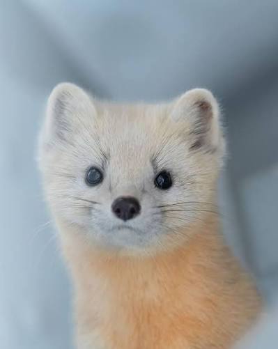 takashi_okashi shows us just how kawaii Japanese Sables are 🥰🤍 💡The  Japanese sable is a small mammal native to Japan, specifically found on the  northern island of Hokkaido. It belongs to the