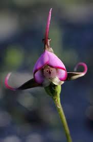 Image result for Disperis