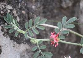 Image result for Tephrosia tanganicensis