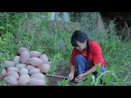so this video called the life of chilli chopped chili fish head red oil sheet jelly liziqi channel youtube duck eggs youtube eggs