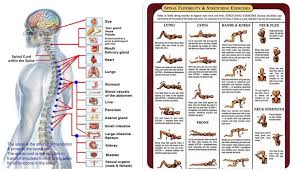 Do You Know That The Spinal Cord Is One Of The Weakest Bones In The Body Worse Is That It Is Irreparable The Spine Is Healthy Spine Body Workout Plan Spines