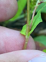 Image result for Persicaria nepalensis