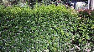 Image result for Murraya paniculata
