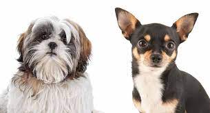There is a terrible industry out there, known as the puppy mill, which treats dogs poorly. Chihuahua Vs Shih Tzu Which Small Pooch Is Right For You The Happy Puppy Site