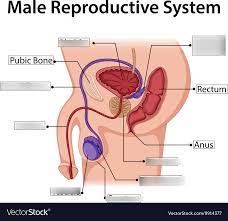 Learn vocabulary, terms, and more with flashcards, games, and other study tools. Health Grade 9 Diagram Quizlet