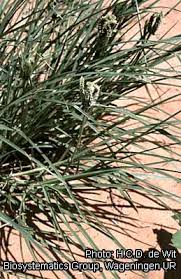 Image result for Eleusine africana