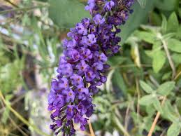 Image result for Komule empire blue