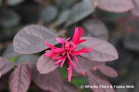 Image result for Ficus barteri