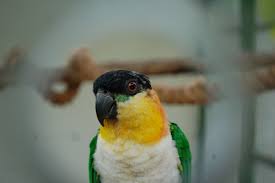 If you're often home, consider pet birds. When You Should Not Rescue A Bird In Need