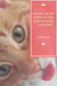 meine katze streckt die zunge raus warum katzen katzengesundheit zunge
