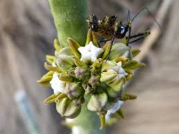 Image result for Cynanchum mossambicense