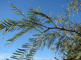 Image result for Prosopis glandulosa