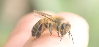 Check spelling or type a new query. Arti Mimpi Digigit Lebah 25 Tafsir Psikolog Mitos Dan Primbon Jawa