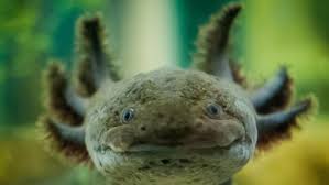 Bildergebnis für axolotl