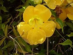 Image result for Dolichandra unguis-cati