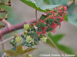 Image result for Ricinus communis