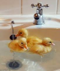 Use lukewarm water — not so hot you steam up the bathroom quickly — and avoid having the spray hit your baby's face. 110 Ducklings Ideas Ducklings Baby Ducks Pet Birds