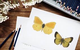 Contattateci sui nostri profili messenger donny insegna , jo cau oppure l'insegnante stesso massimo lupato e vi daremo tutte le. Ecco I Trucchi Per Dei Disegni Da Fare A Matita Facilissimi Thegiornale It