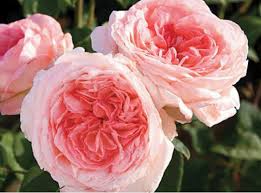 You can also use the syrup to make iced tea. Roses Inc Green Country Publications Facebook