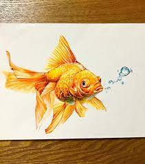 Goldfish 36 color pencils with tin box casing. Pin By Nina Vahrenkampf On Peixes Mar Goldfish Art Fish Drawings Fish Art