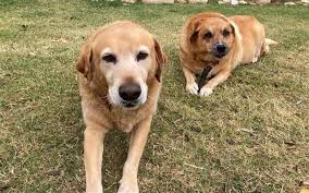 My heart is broken today. Retriever Rescue Of Colorado Adopt A Dog Golden Mix Archives Retriever Rescue Of Colorado