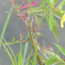 Image result for Ludwigia leptocarpa