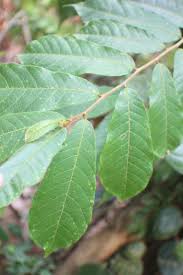 Image result for Antiaris